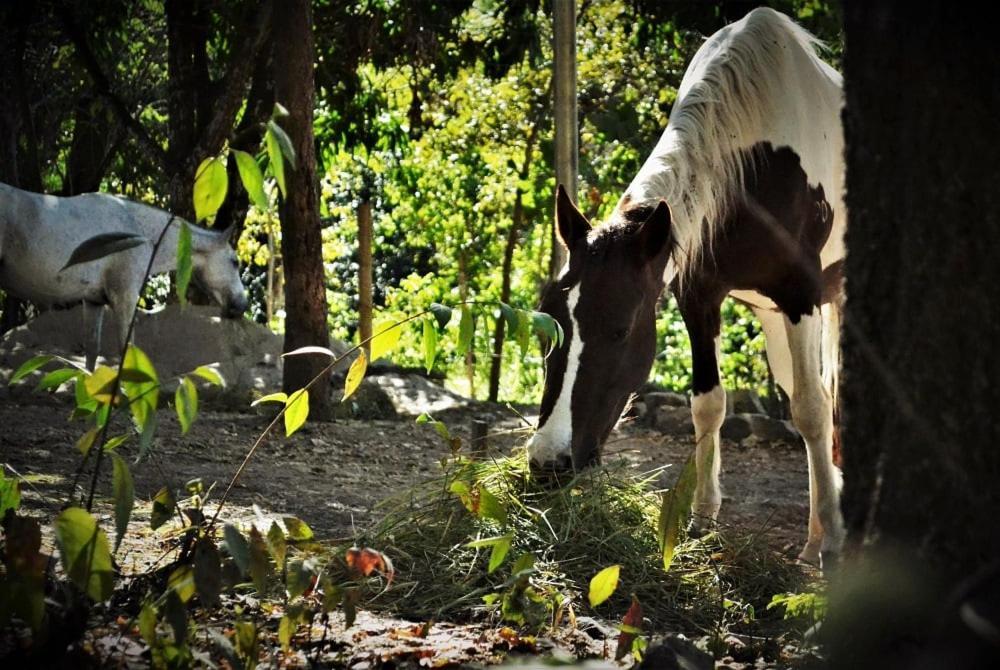 Mariri Jungle Lodge Alto Paraíso de Goiás エクステリア 写真