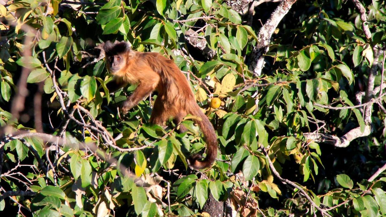 Mariri Jungle Lodge Alto Paraíso de Goiás エクステリア 写真